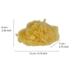 Natural Sea Sponge -Ffs Sales Store 00017600 200410 2